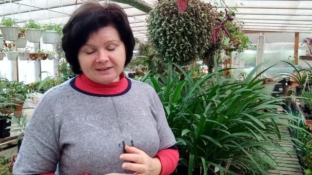 Как создать сорт. Любительская селекция.