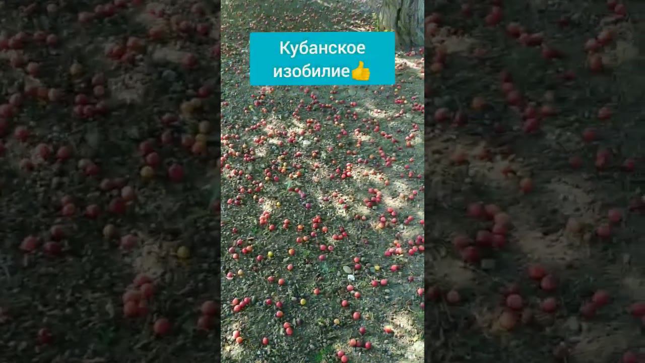 Как Вам такое Кубанское изобилие?! #жизньнаюге #наюге #кубань #еда