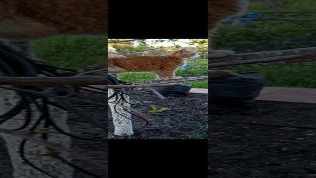 Кошка на дереве