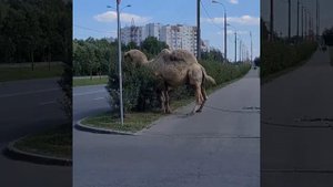 ? Да что у них там происходит в этом Бутово