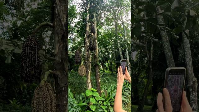 Экзотические ягоды  вьетнам