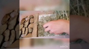Как обустроить террариум для среднеазиатской сухопутной черепахи.