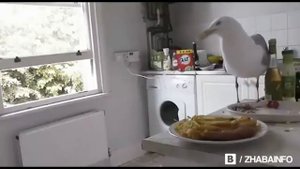 Наглая чайка ворует еду прямо из кухни