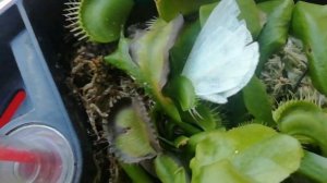 Кормление венерины мухоловки насекомыми. Полив