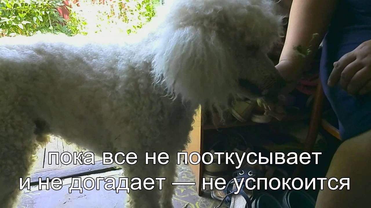 Пьер и ромашки смотреть онлайн