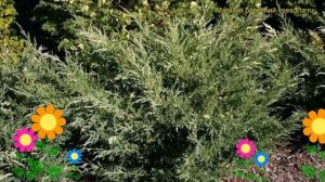 Можжевельник виргинский Хетц Вариегата. Краткий обзор, описание juniperus virginiana Hetz Variegata