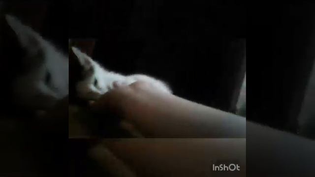 Мой кот кусает мне руку смотреть онлайн