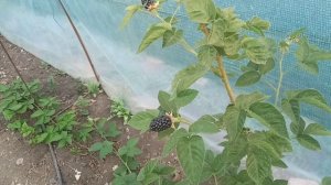 Ежемалина Оникс   безумно вкусный сорт