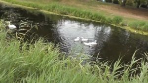 Сырный рынок в ЭДАМЕ и рыбацкий городок ВОЛЕНДАМ