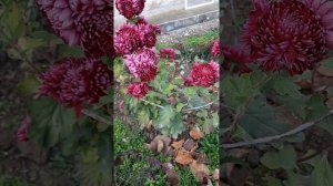 Хризантемы в саду❤Букетные хризантемы