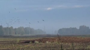 ОХОТА НА ВЯХИРЯ С ЧУЧЕЛАМИ 2021. С Чивой в скрадке