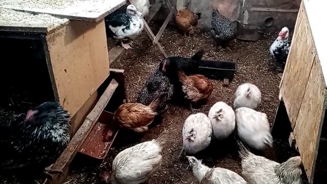 Курятник для сибири? очень теплый???? смотреть онлайн