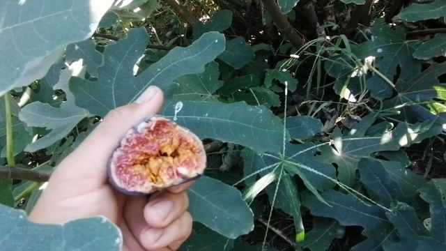 Синий инжир смотреть онлайн