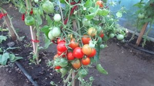 НЕОБЫЧНЫЕ ТОМАТЫ. ПОДКИДЫШ. Ольга Чернова.