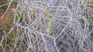 Крутой богомол!