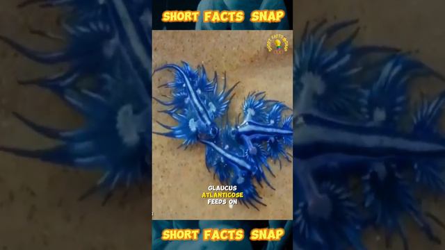 Blue Sea Dragon / Glaucus Atlanticus