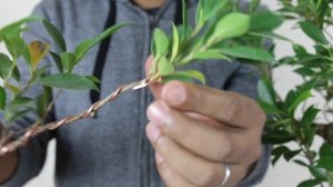 Styling my first bonsai tree with pruning, wiring, indoor fig bonsai (ficus retusa), care and wire