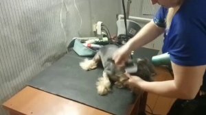 Стрижка Йорка, Малыш Цедрик. Груминг Йорка