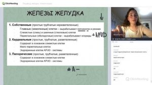 Гистология пищеварительной системы