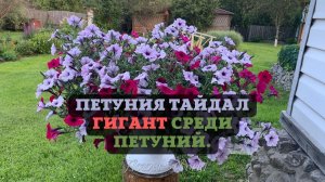 Петуния ТАЙДАЛ гигант среди петуний.??