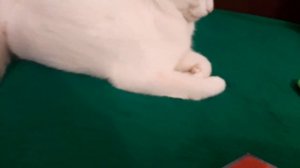 Щётка для вычёсывания шерсти, какая лучше.