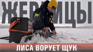 Рыбалка на жерлицы/Лиса ворует щук/Не остался без улова