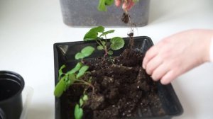 ПЕЛАРГОНИЯ ОТ ПОСЕВА ДО ЦВЕТЕНИЯ