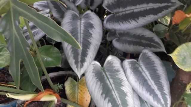 Beautiful homalomena #lanscape #plants #wildplant смотреть онлайн