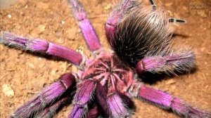 ✅ ТОП 10 САМЫЕ БОЛЬШИЕ И СТРАШНЫЕ ПАУКИ В МИРЕ