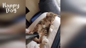 Подборка приколов с животными