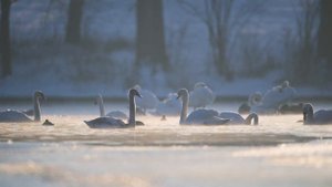 Nikon Z8 + Z 800 mm f/6.3 VR S - Meine Eindrücke als Naturfotograf