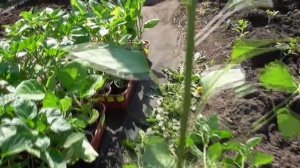 Обзор рассады сладкого перца перед высадкой в грунт. Ольга Чернова.