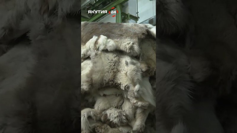 Оленьи шкуры защищают солдат от тепловизоров в зоне СВО