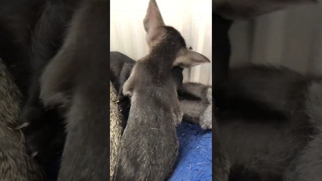 #Ориентальные котята играют?? #ориенталы#котята#орики#милота#няшечка