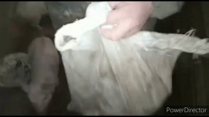 Вес поросят, кормим пшеницей и ячменем .