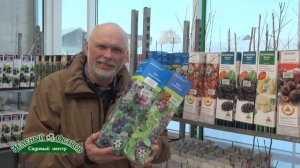 Выращивание экзотических для Урала культур, ирга, шелковица, годжи, боярышник, кизил