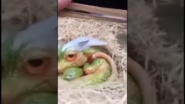 Удивительный маленький дракон - невиданное животное - кто это? смотреть онлайн