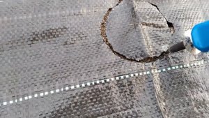Посадка клубники под  агроткань