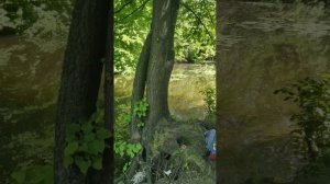 Река Таракановка,приток реки Екатерингофки,СПБ.1,2 кг лещ.👍👍👍