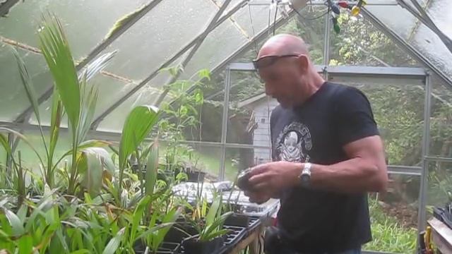 How to Germinate Sabal & Trachycarpus Palm Seeds Using the Baggy Method смотреть онлайн