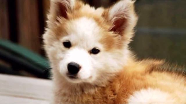 Он думал, что спас обычного щенка с улицы. Но когда она подросла... Всё стало ясно смотреть онлайн