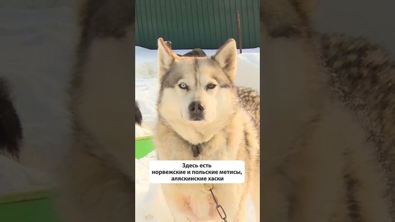 Сахалинские хаски. Международный день ездовых собак #новостисахалина #отвсахалин