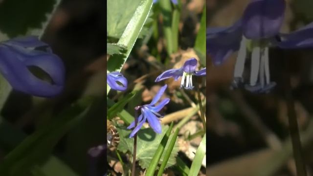 Пчелы на пролеске. Первые весенние цветы.