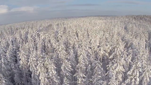 Аэросъемка: Снежный лес, озеро Монетка, Ленобласть