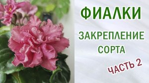 Фиалки. Селекция. Закрепление сорта. Сеянец № 601. Обзор. 2 часть. #фиалки #сенполии #селекция