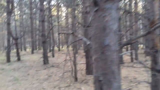 ЛЕС /// ПРИРОДА /// ОСЕНЬ /// В ПОИСКАХ ГРИБОВ смотреть онлайн