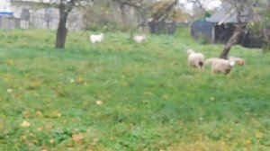Осеннее черенкование туй и барбариса. Приехали столбики для ограждения участка. ???
