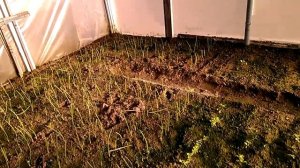 Лук на перо в парнике зимой. 06.01.18