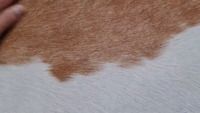 Шкура коровы смотреть онлайн