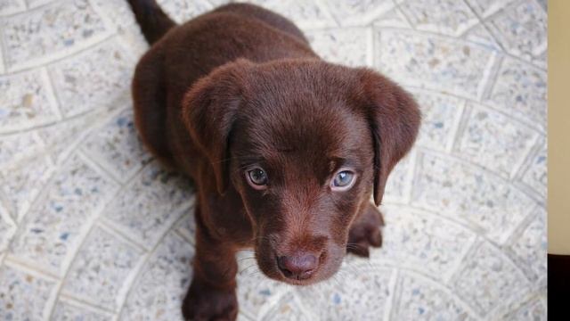 Labrador Retriever vs Golden Retriever Difference смотреть онлайн